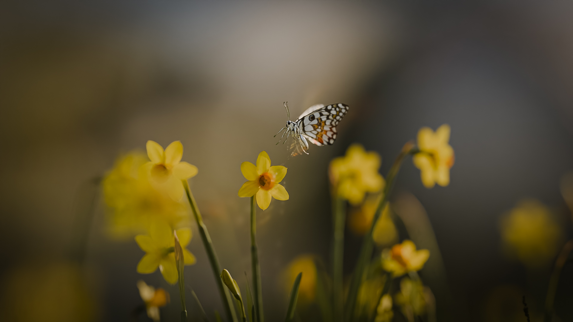 Butterfly in Gareden